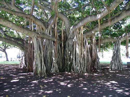 Tree Structure | The Garden School